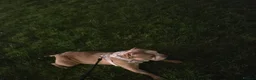 American Bully dogs for sale: Two Stunning American Bully Standard Puppies - Advert 30