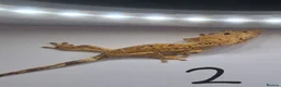 Gecko reptiles for sale: Crested and chahouas geckos - Advert 14