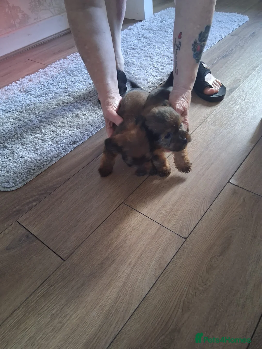 Mixed Breed dogs for sale: Jorkie (jack russel x yorkie) in Perth - Advert 2