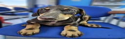 Dobermann dogs for sale: 💝🐾 Ready Now Chunky KC Registered pups 🐾 💝 - Advert 16