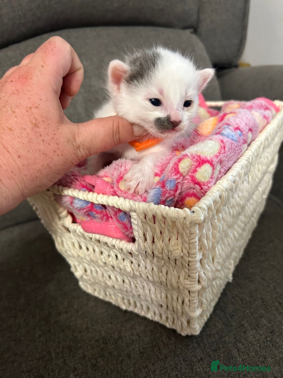 Mixed Breed cats for sale: Beautiful kittens 3 girls 1 boy  - Image 12
