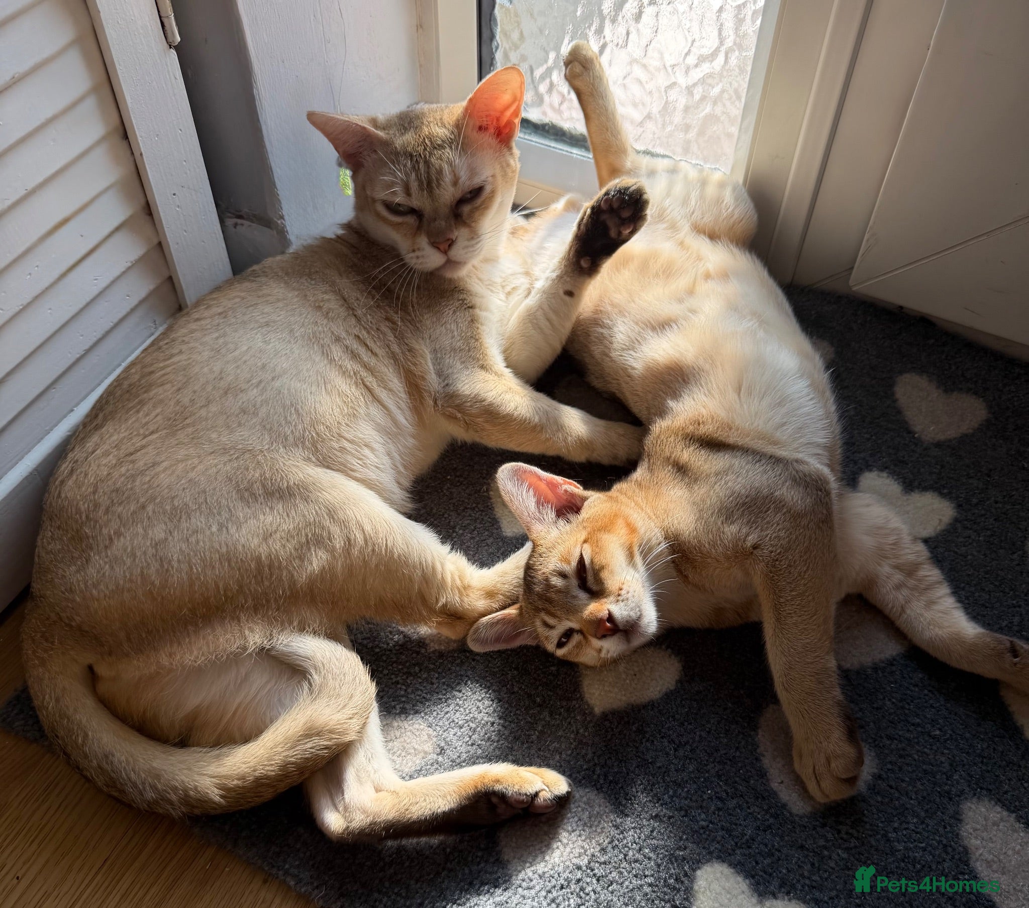 Burmese cats Magic and Basil are stunning Asian boys.  - Advert 3