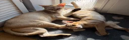 Burmese cats for sale: Magic and Basil are stunning Asian boys.  in Plymouth - Advert 1