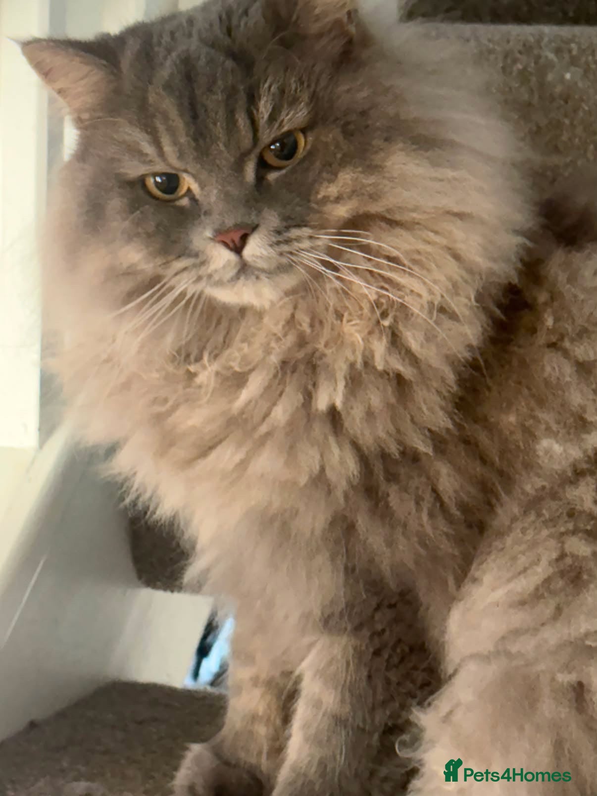 British Longhair cats British long hair, Ozzy (oswald, Oz) - Advert 14