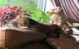 Cocker Spaniel dogs for sale: Lilah female spade cocker spaniel seeking rehoming - Advert 3