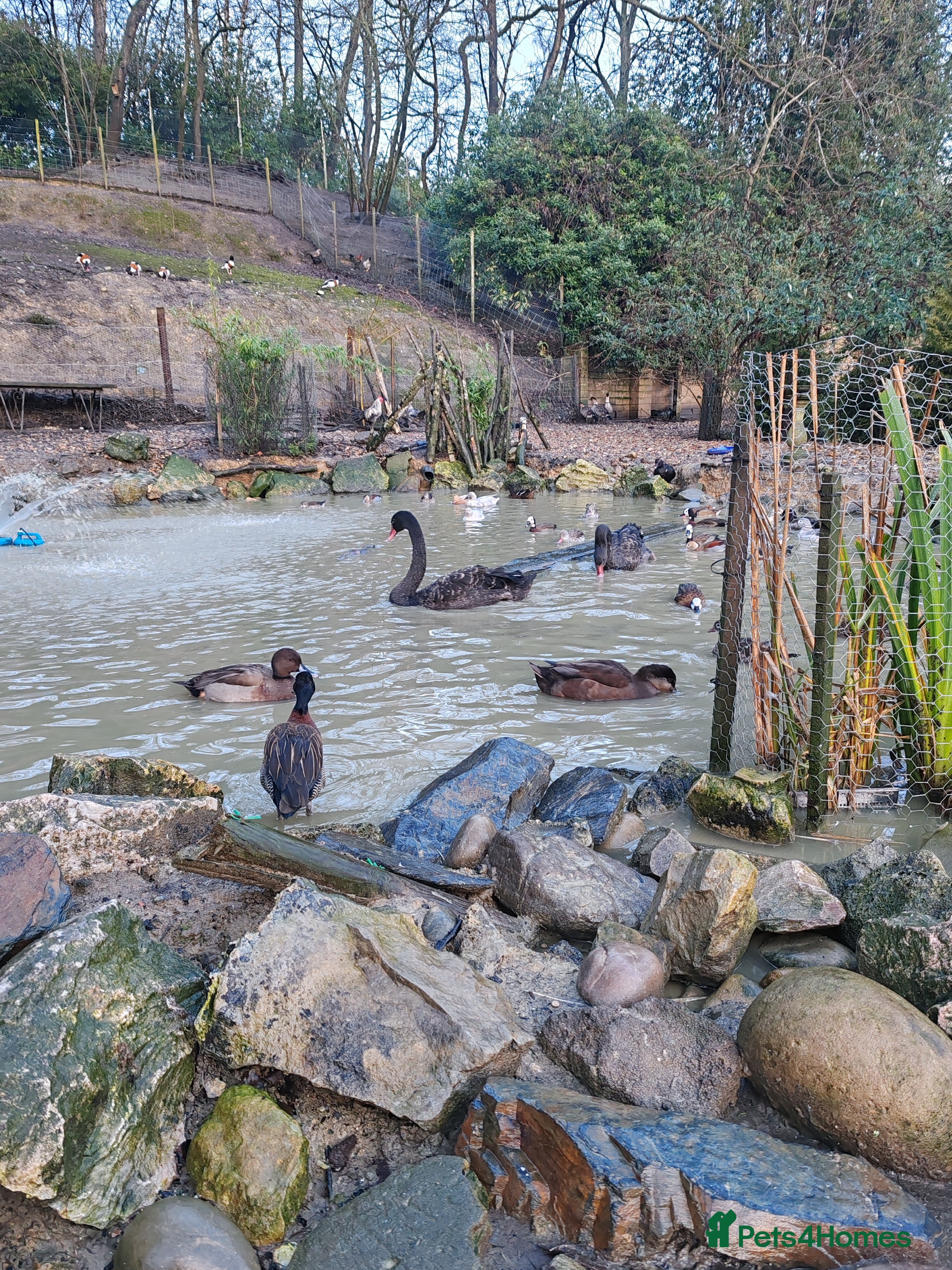 Waterfowl poultry Black swans  - Advert 7