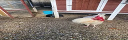 Hens poultry for sale: Lonely Hearts - Orpington Mix Cockerel - Advert 2
