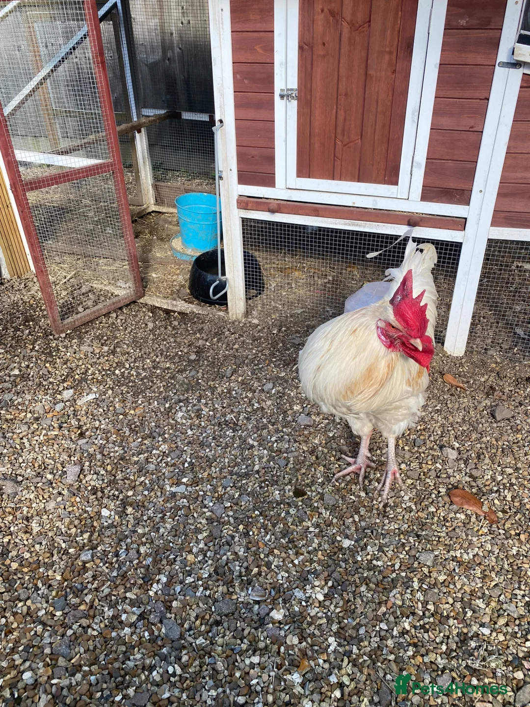 Hens poultry for sale: Lonely Hearts - Orpington Mix Cockerel - Advert 2