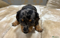 Dachshund dogs for sale: Miniature dachshund - Image 15