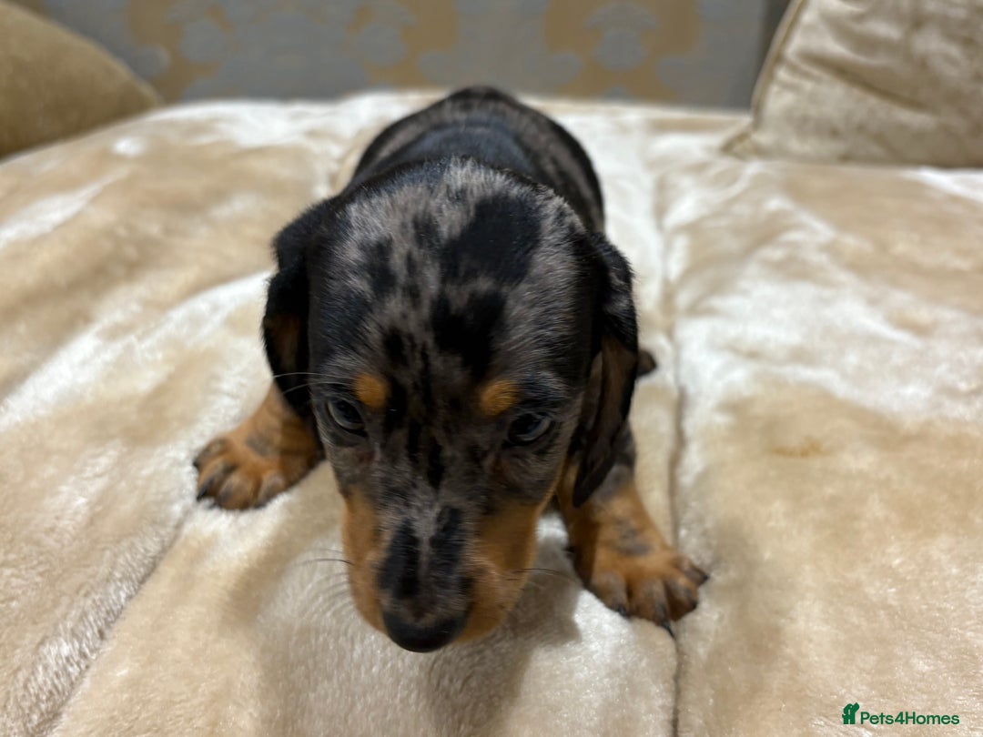 Dachshund dogs for sale: Miniature dachshund - Image 15