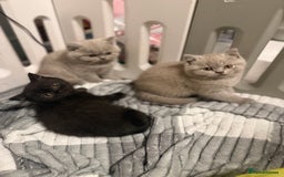 British Shorthair cats for sale: Beautiful British shorthair champion bloodlines - Image 38