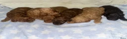 Cavapoochon dogs for sale: CAVAPOOCHON PUPPIES GIRLS/BOYS HEALTH TESTED - Advert 4