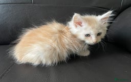 Maine Coon cats for sale: Maine Coon Cross Kittens  - Image 8