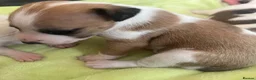 Jack Russell dogs for sale: Jack Russell puppies for sale  - Advert 8