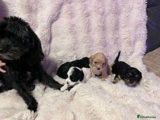 Cavapoo dogs Beautiful F1B REVERSE Cavapoos - Advert 1