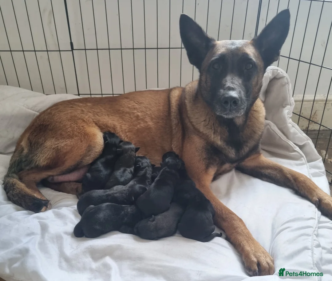 Belgian Shepherd Dog dogs for sale: Working Line Mali Pups. 6 males 1 female. all left - Advert 1