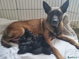 Belgian Shepherd Dog dogs Working Line Mali Pups. 6 males 1 female. all left - Advert 3
