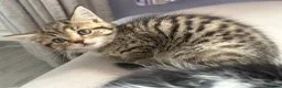 British Shorthair cats for sale: 5 kittens ready for loving homes  in Hull - Advert 14