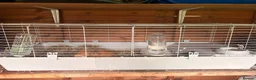 Guinea Pig rodents for sale: 2 female guinea pigs in Mexborough - Advert 4