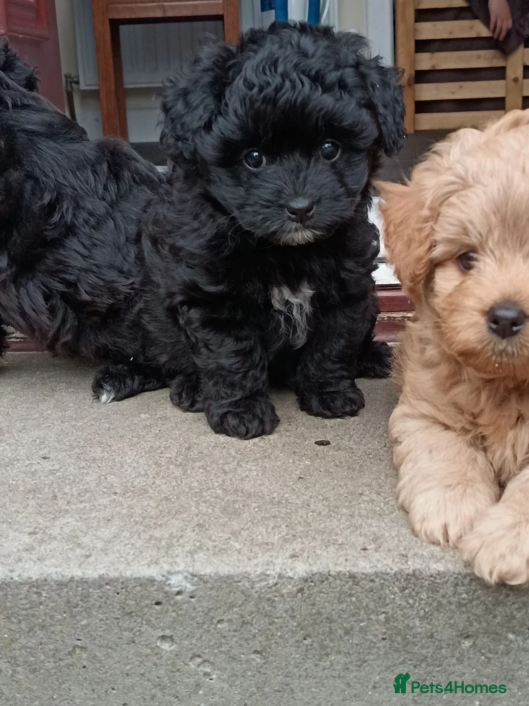 Pomapoo dogs for sale: Pomapoos  - Advert 12