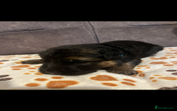 German Shepherd dogs for sale: Kc-registered German shepards puppies for sale - Image 11