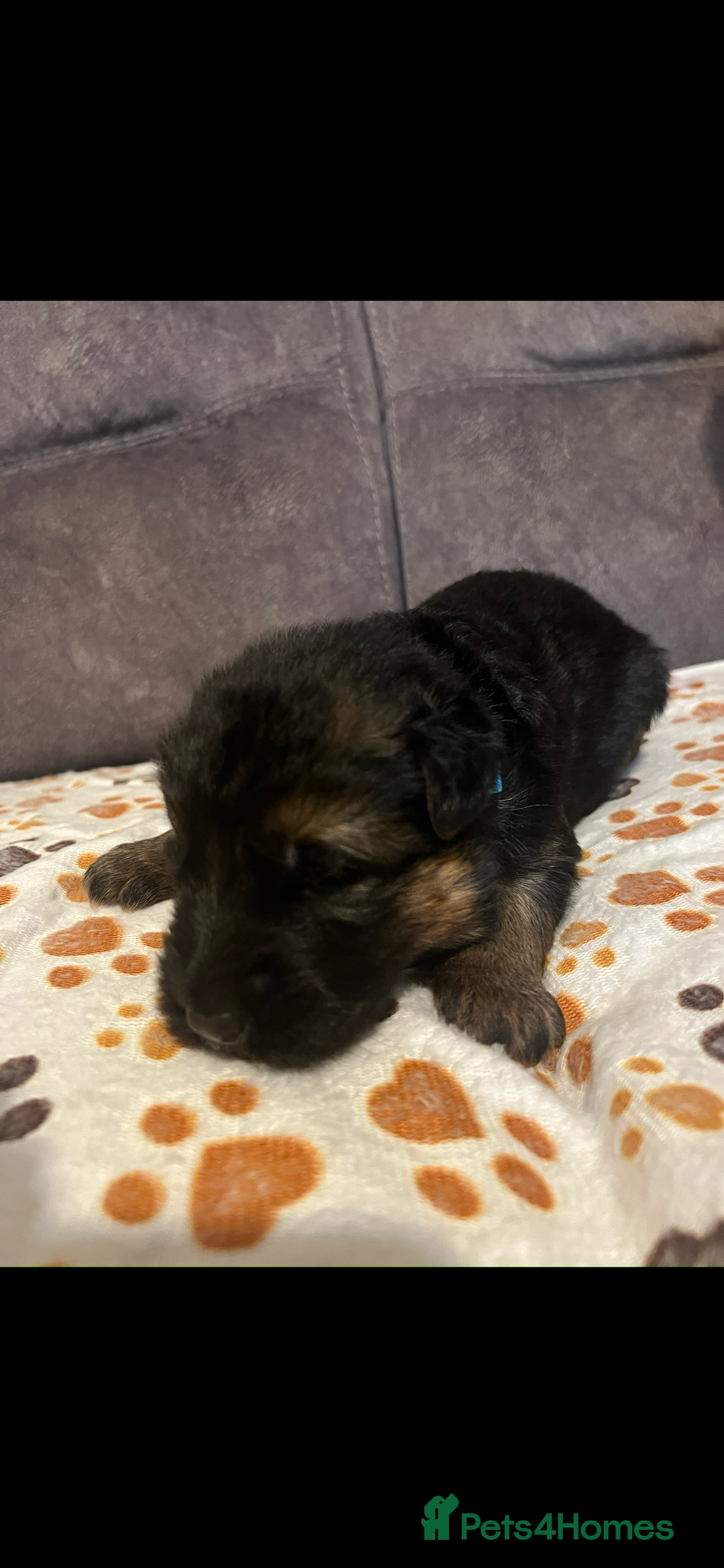 German Shepherd dogs for sale: Kc-registered German shepards puppies for sale - Image 11