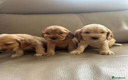 Cocker Spaniel dogs for sale: Kc reg show type cocker spaniels  - Image 9