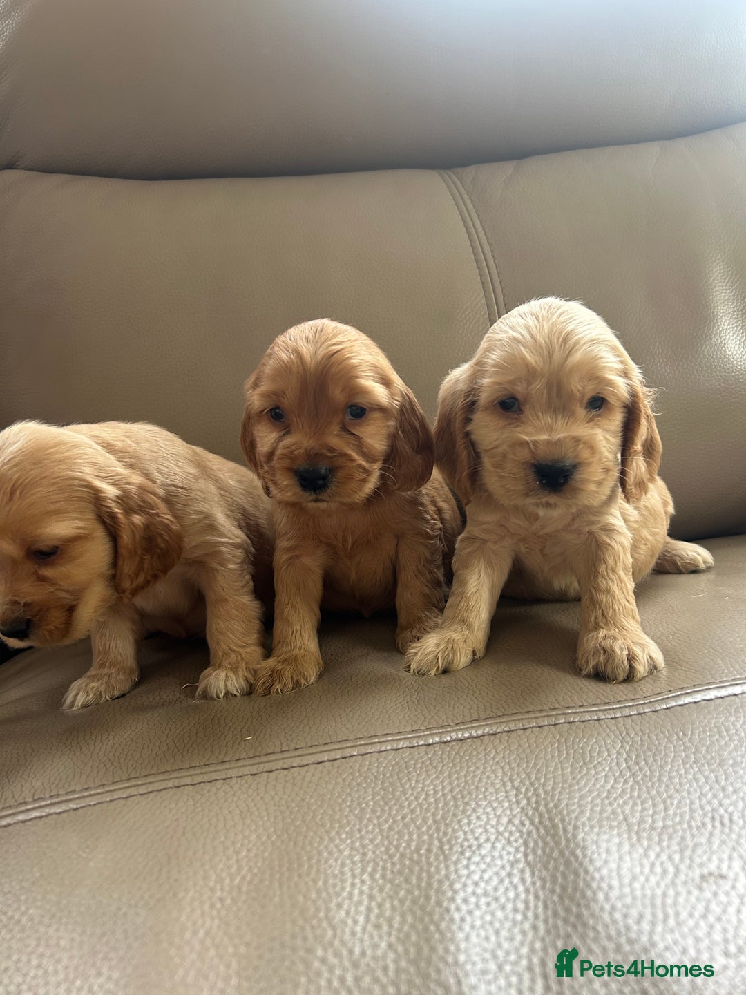 Cocker Spaniel dogs for sale: Kc reg show type cocker spaniels  - Image 9