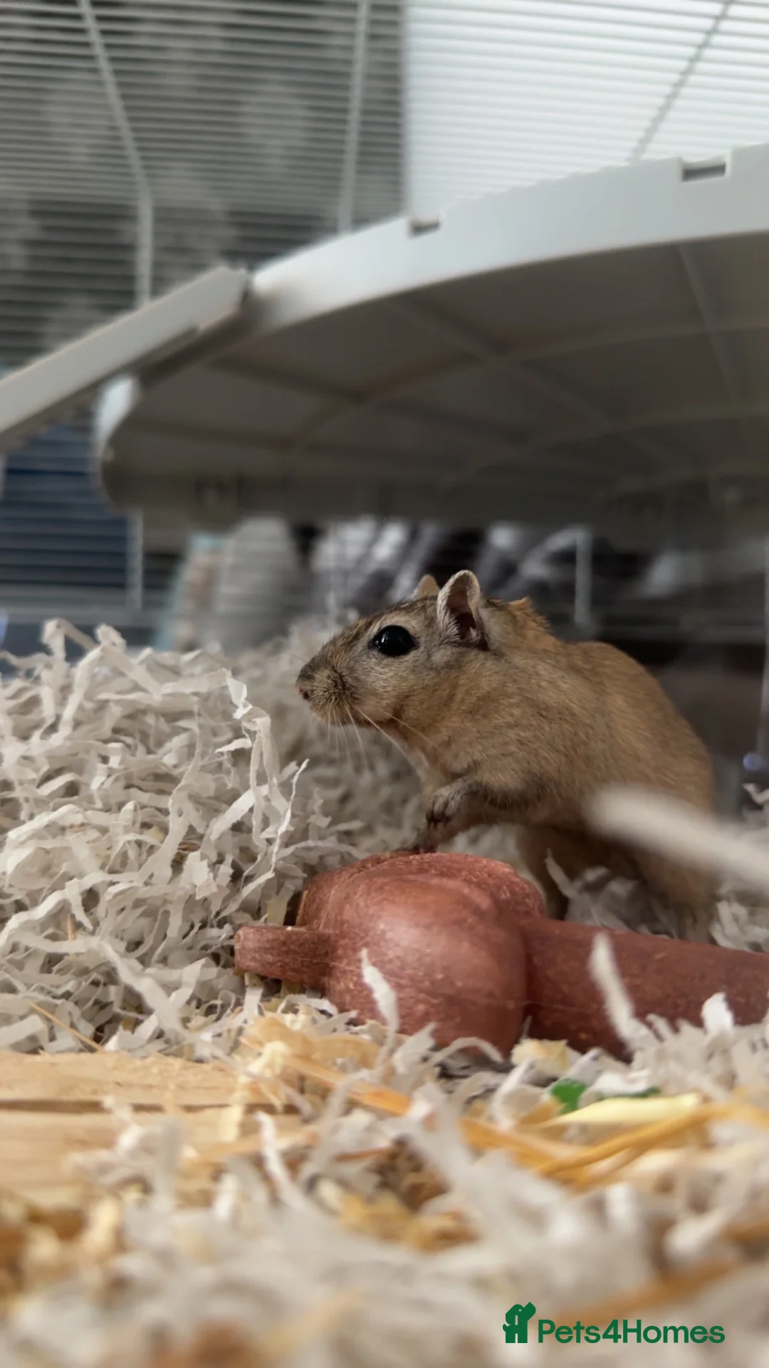 Gerbil rodents for sale: 2 gerbils and tank for sale in Oldham - Advert 3