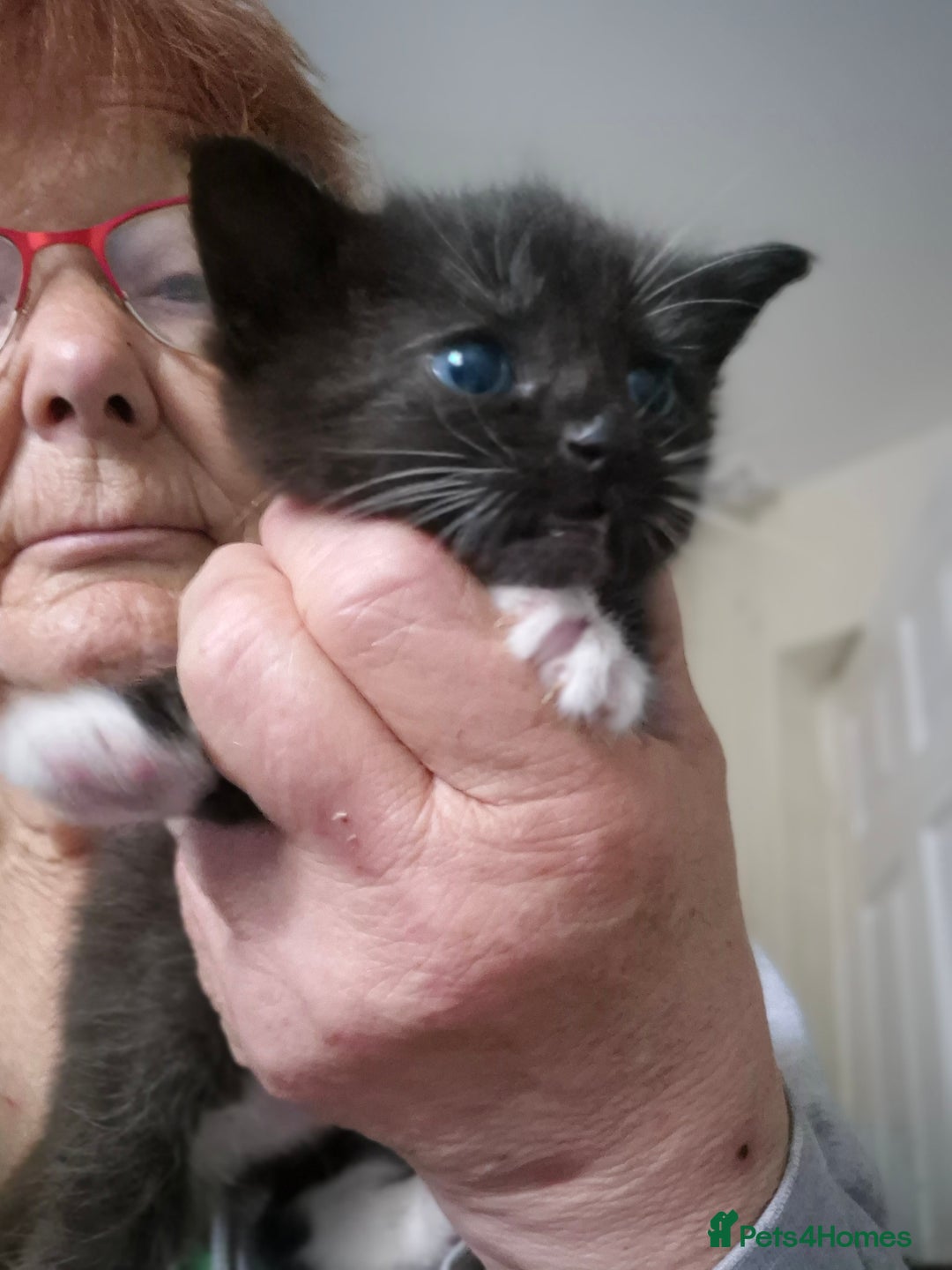 Mixed Breed cats for sale: 1 female kitten out litter of 3  - Image 11