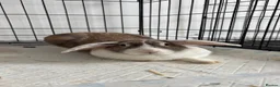 French Lop rabbits for sale: Looking to rehome my female lop rabbit - Advert 5