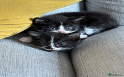 British Shorthair cats for sale: 5 gorgeous kittens - Image 1