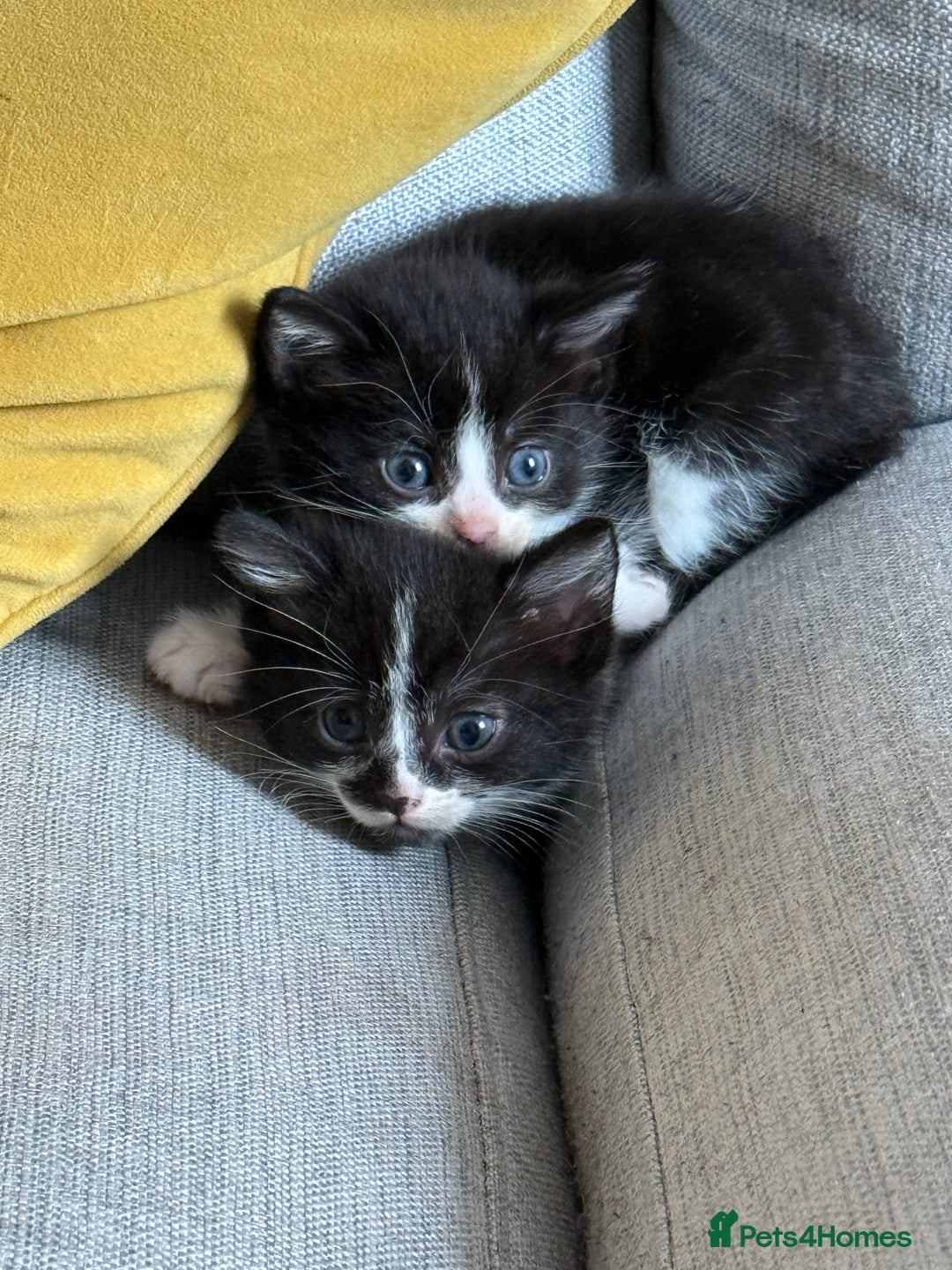 British Shorthair cats for sale: 5 gorgeous kittens - Image 1