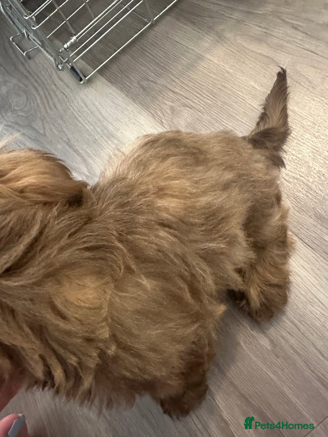 Shih Tzu dogs for sale: Sweet Shih tzu girl READY NOW - Image 5