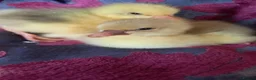 Geese poultry for sale: Goslings for Sale - Advert 4