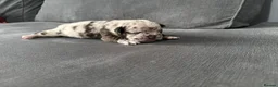 French Bulldog dogs for sale: French bulldog litter  in Southampton - Advert 5