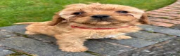 Cavapoo dogs for sale: Special Red F1 Cavapoo Puppies KC Parents DNA Test - Advert 6