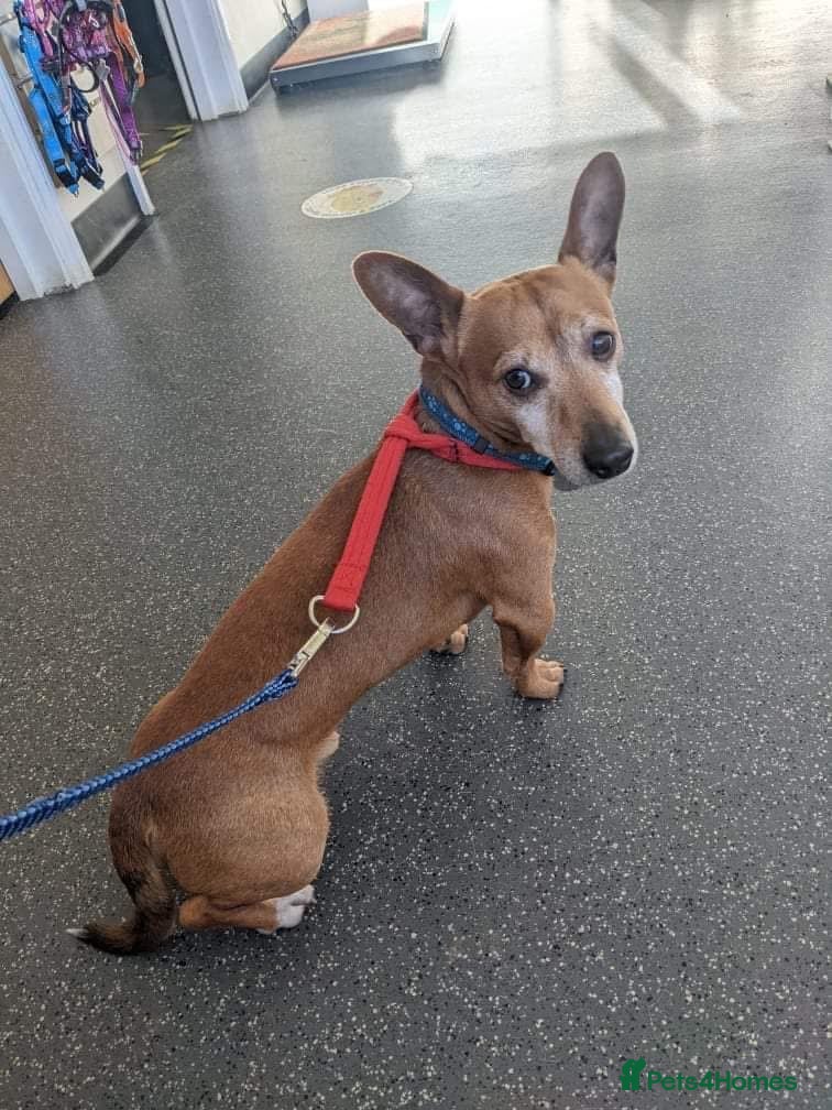 Jack Russell dogs Chico - Watton Norfolk  - Advert 1