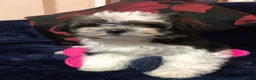 Mixed Breed dogs for sale: shihtzu / bichon x maltese  - Advert 28