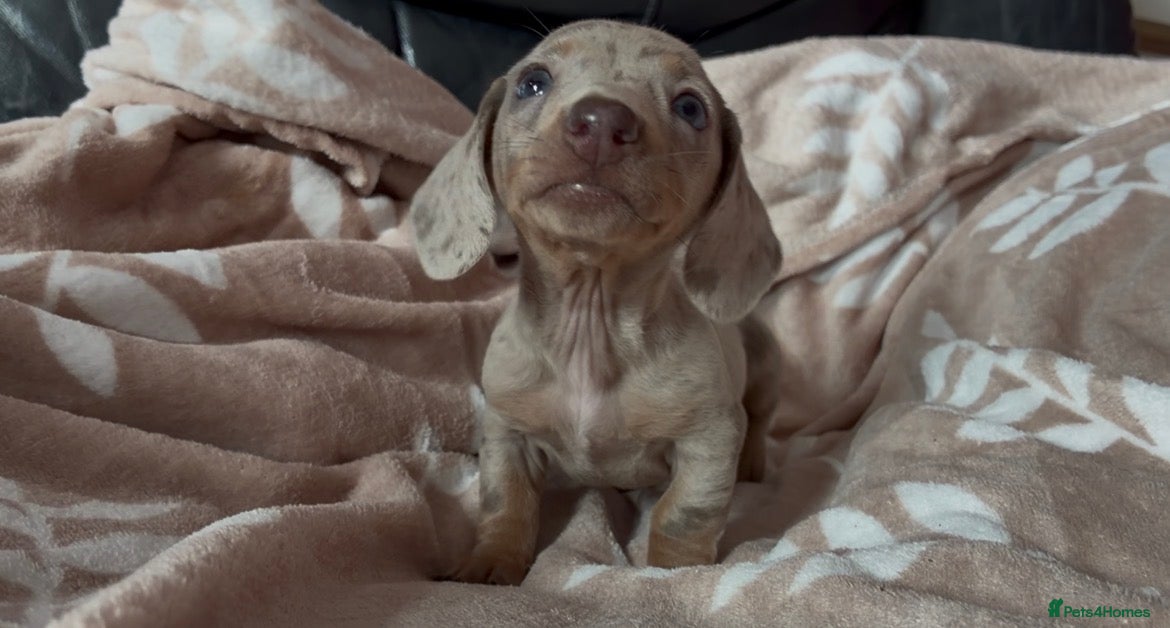 Miniature Dachshund dogs Beautiful miniature dachshund puppies  - Advert 1