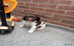 English Springer Spaniel dogs for sale: English springer spaniel working puppies  - Image 12