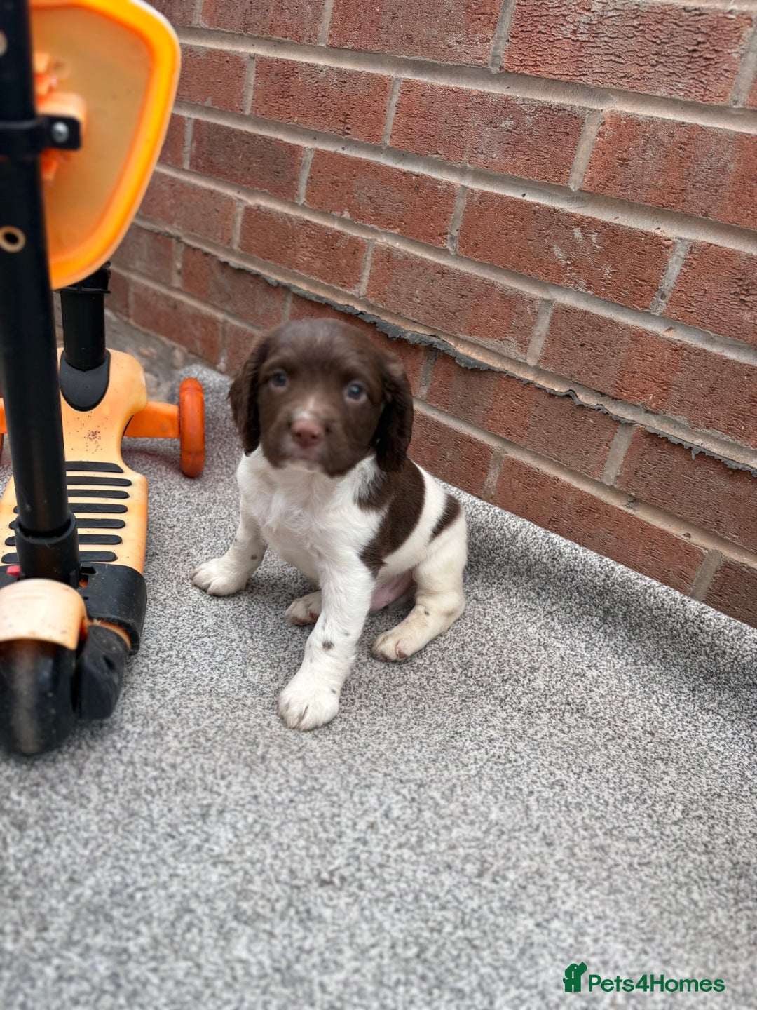 English Springer Spaniel dogs for sale: English springer spaniel working puppies  - Image 12