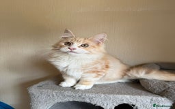 Maine Coon cats for sale: Stunning Maine coon kittens - Image 6