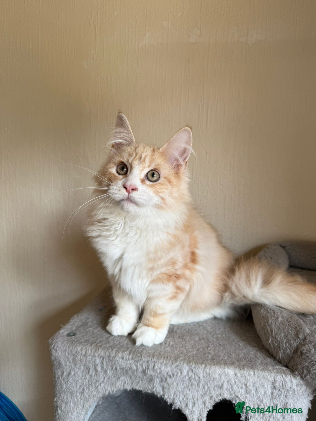 Maine Coon cats for sale: Stunning Maine coon kittens - Image 6