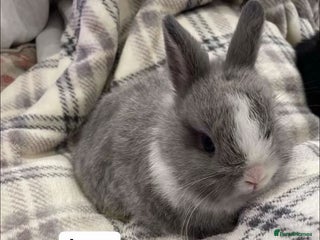 Netherland Dwarf rabbits Pure Bred Netherland Dwarf Baby Rabbits - Advert 1