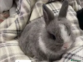 Netherland Dwarf rabbits Pure Bred Netherland Dwarf Baby Rabbits - Advert 2