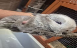 Mini Lion Lop rabbits for sale: Mini lops ready  **  - Image 3