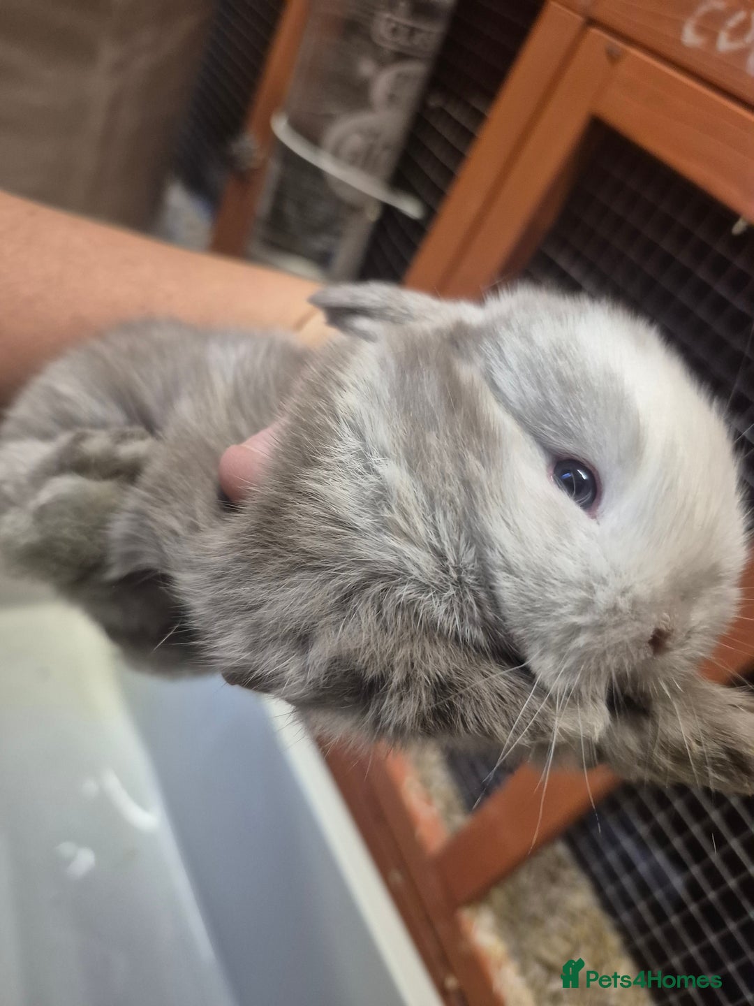 Mini Lion Lop rabbits for sale: Mini lops ready  **  - Image 3