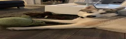 Siberian Husky dogs for stud: Proven Siberian Husky Stud - Advert 8