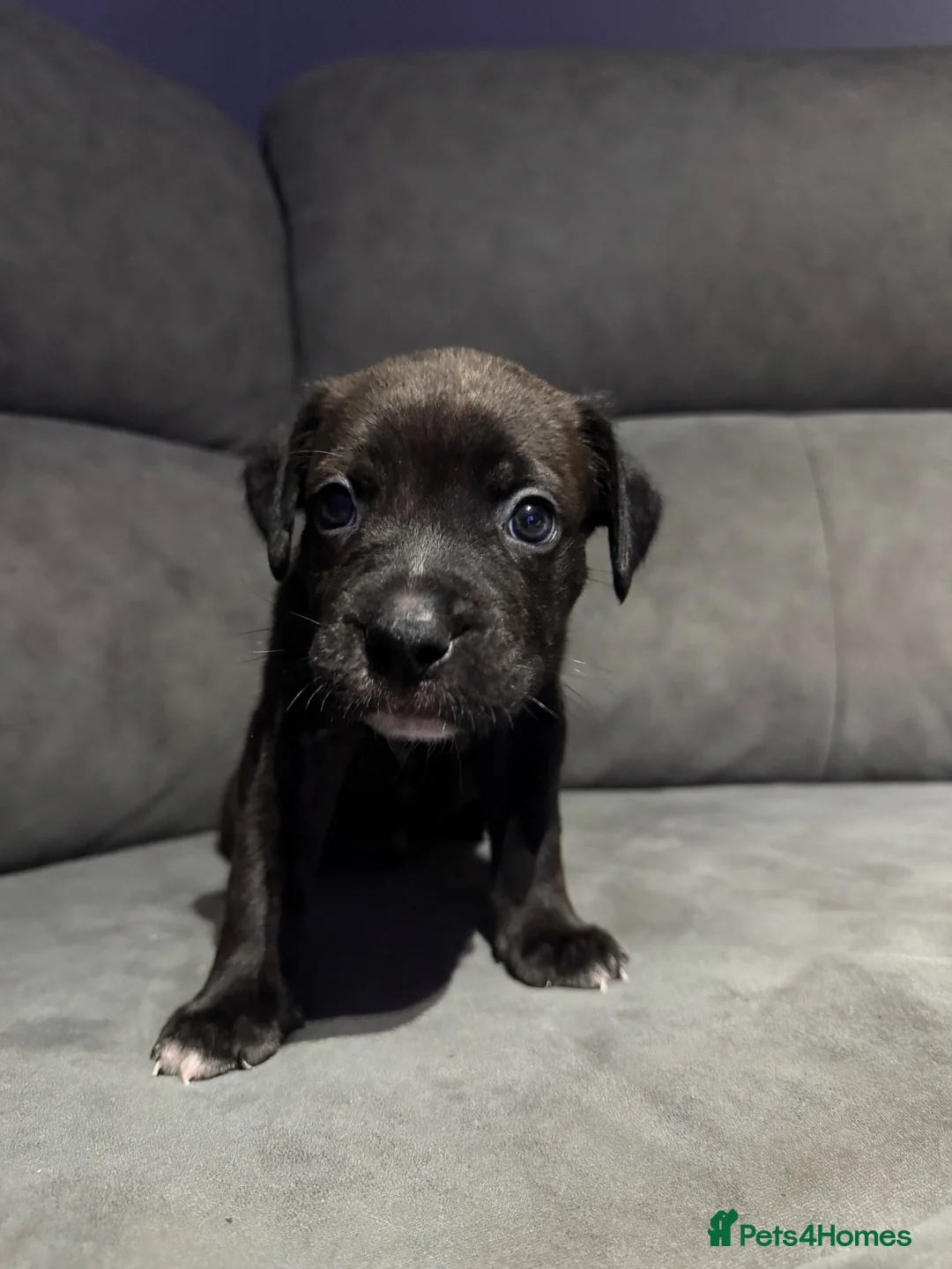 Mixed Breed dogs for sale: Bullmastiff x staffy puppies  - Advert 32